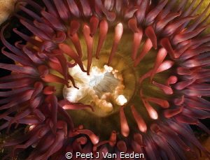 Voluptuous Mouth of a false plum sea-anemone by Peet J Van Eeden 